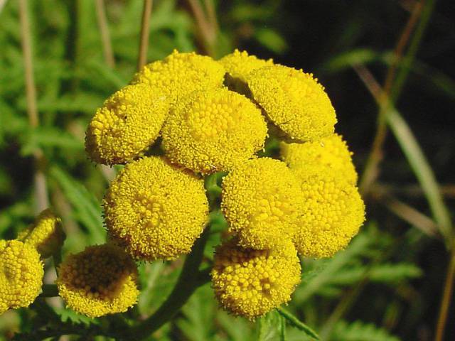 شیشا Tanacetum vulgare Chrysanthemum vulgare 3